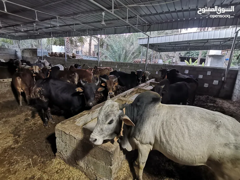 ثيران خارجية واسبانية مطعومه للبيع