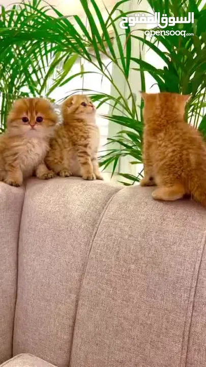 للبيع سكوتش فولد وستريت قولد شورت هير