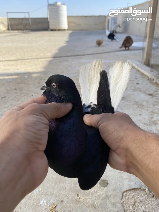 كوم حمام للبيع