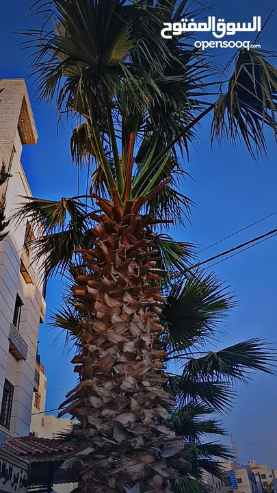 نخيل / نخلتين كبار  للزينة