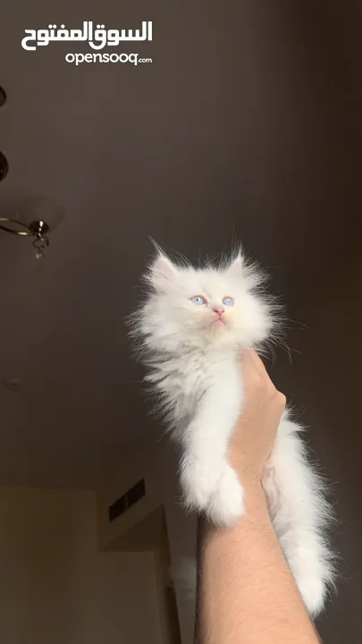 Fluffy Kitten
