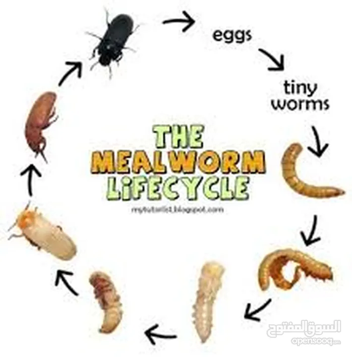دود الميل ورم(قبابي) mealworm