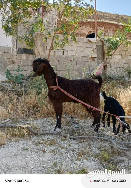 عنز شاميه للبيع