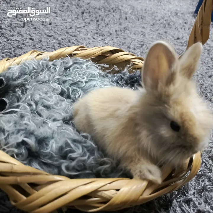 أرانب نوع تيدي بير وليون هيد