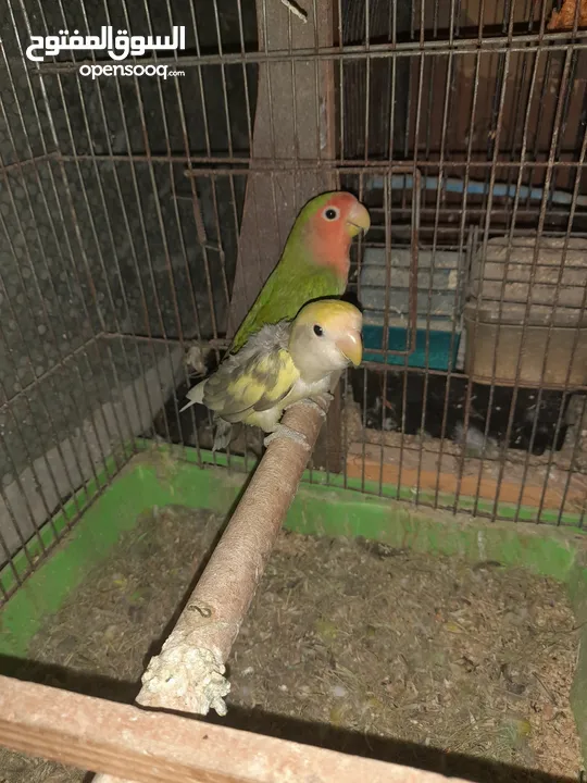 جوزين روز ومخلف بصلاه على سيدنا محمد