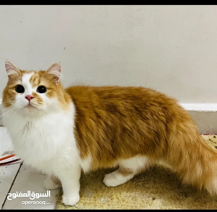 متاح قطط شيرازي