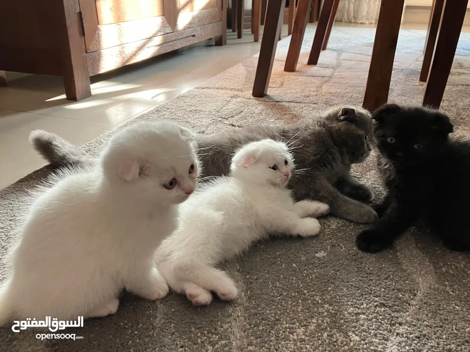 5 قطط سكوتش فولد للبيع بداعي السفر