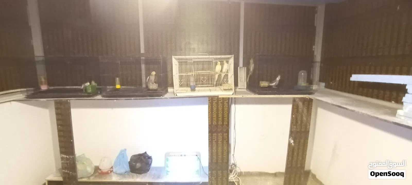 طيور كوكتيل بسعر مناسب التفاصيل في الوصف