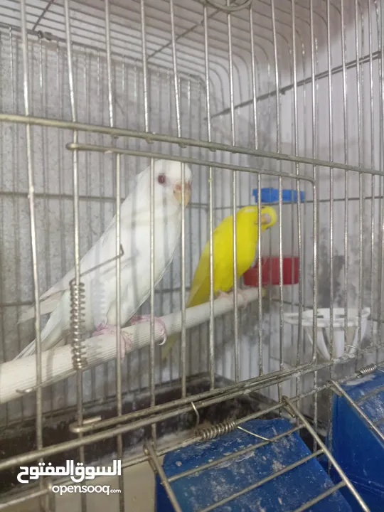 4 جواز حب و جوز روز بسعر حرق