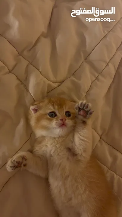 سكوتش فولد Scottish Fold Gold