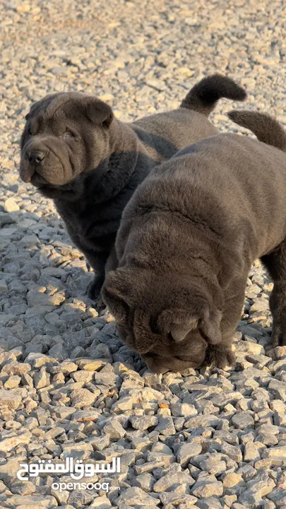 Chinese Shar Pei