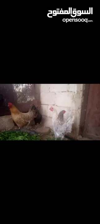 دجاج للبيع