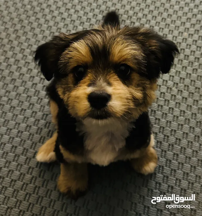 Male Yorkie 4 months