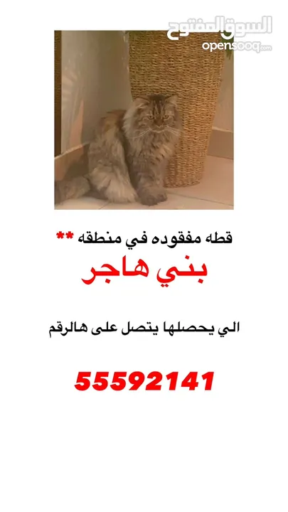 قطه مفقوده في منطقه بنى هاجر