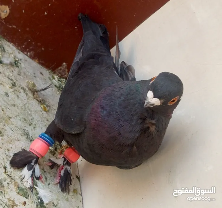 حمام للبيع