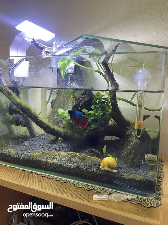 حوض سمك Fish Tank