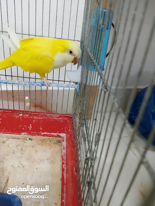 طيرة كويكر لاتينو منتجه