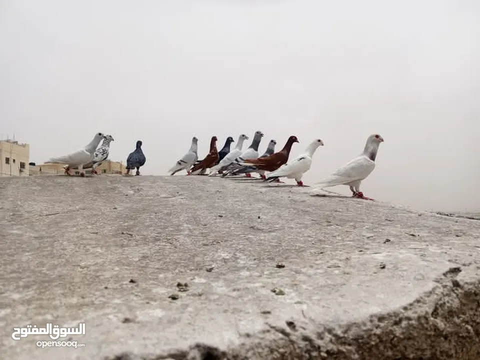 حمام كش للبيع نضيفه ربنا يبارك ل صاحب النصيب