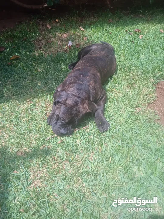 Cane corso