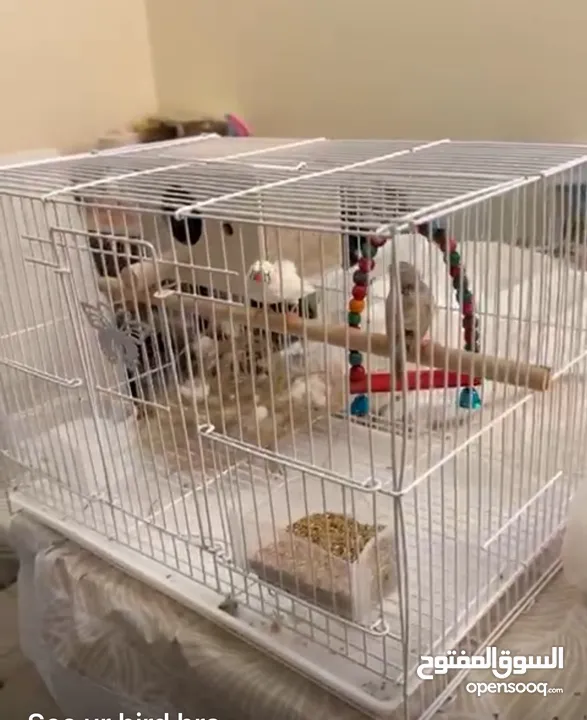 Bird cage including zebra finches