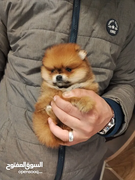 pomeranian puppy 2 months old