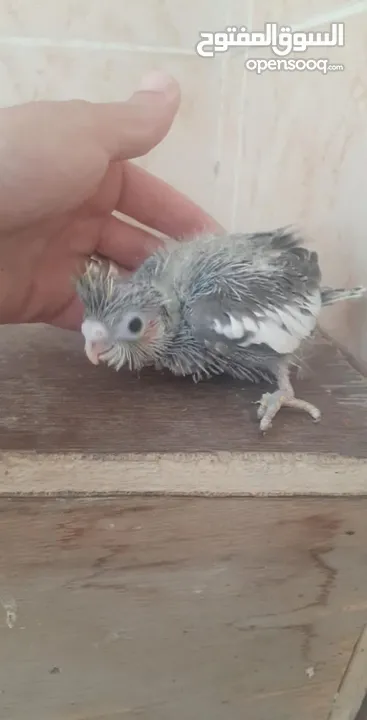 زق يدوي في الزرقاء مدينة المجد الزرقاء