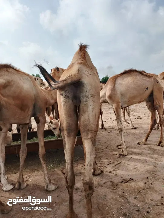 Camels barka
