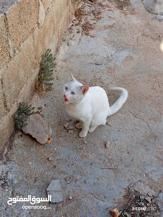 قط ابيض جميل جدا مع عينان زرقاوان و حالته الصحية جيدة و هادا و مرح وكن غير مدرب