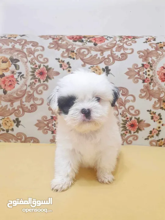 Puppy shihtzu mini