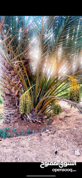 مزرعه جاهزة للبيع السعر نهائي