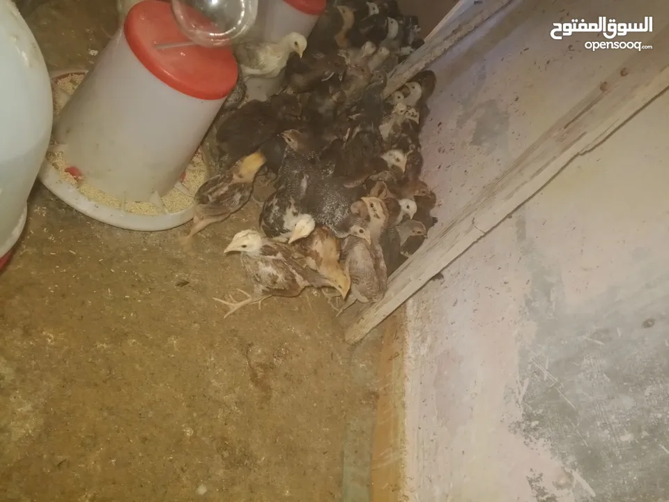 صوص دجاج بلدي للبيع