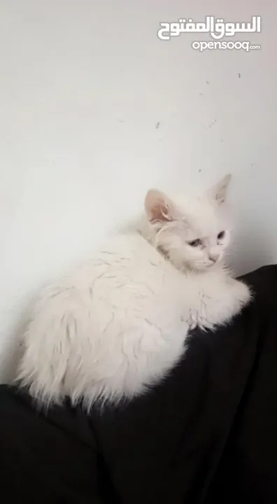 قطة انثى للبيع بسعر رمزي