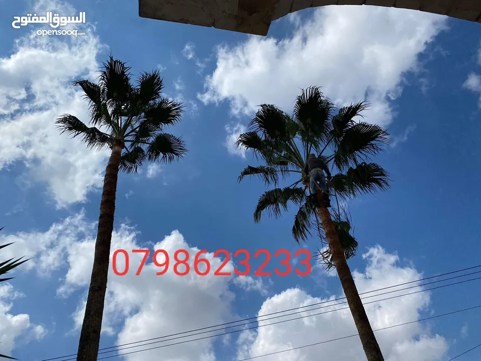 فني أشجار النخيل