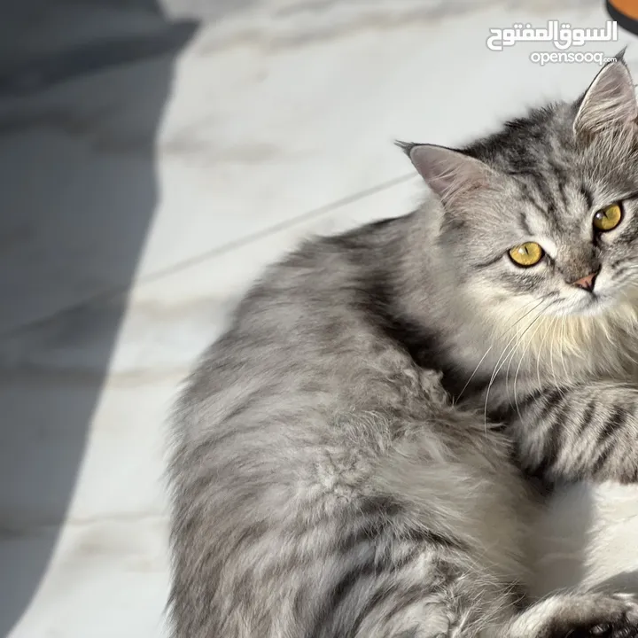 قطط إناث وذكور للبيع والتبني cat for sale