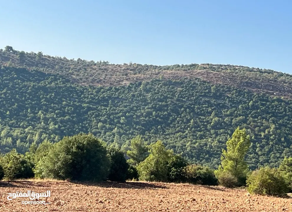 ارض مفروزه محاطة ب شاليهات و غابات