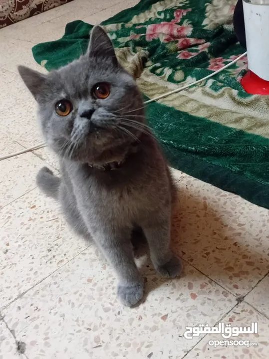 قطه للبيع .