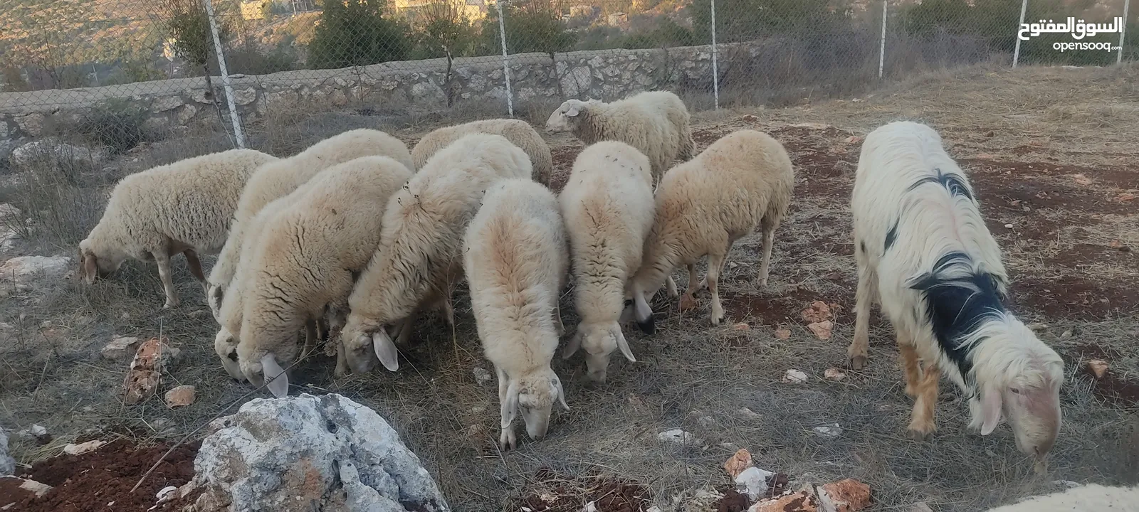 خراف عساف مع كبش نجدي معاشير