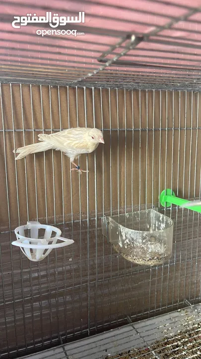 طيور للبيع