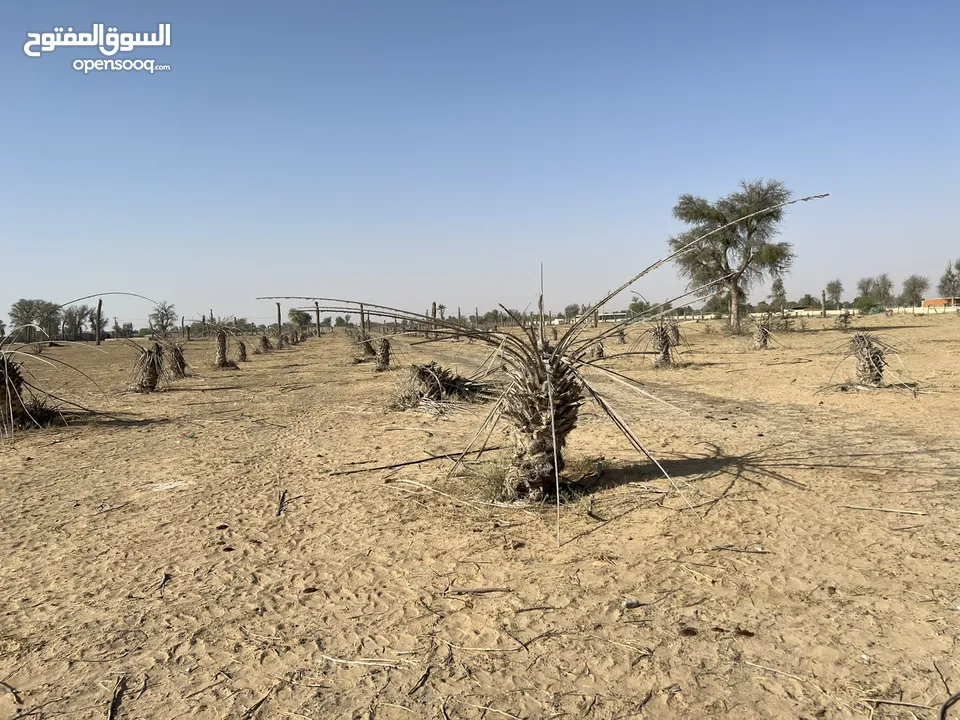 ارض زراعية للبيع خاليه بمنطقة المدام /الحصون بالشارقة مساحه 256،000 الف قدم قريب من الشارع العام