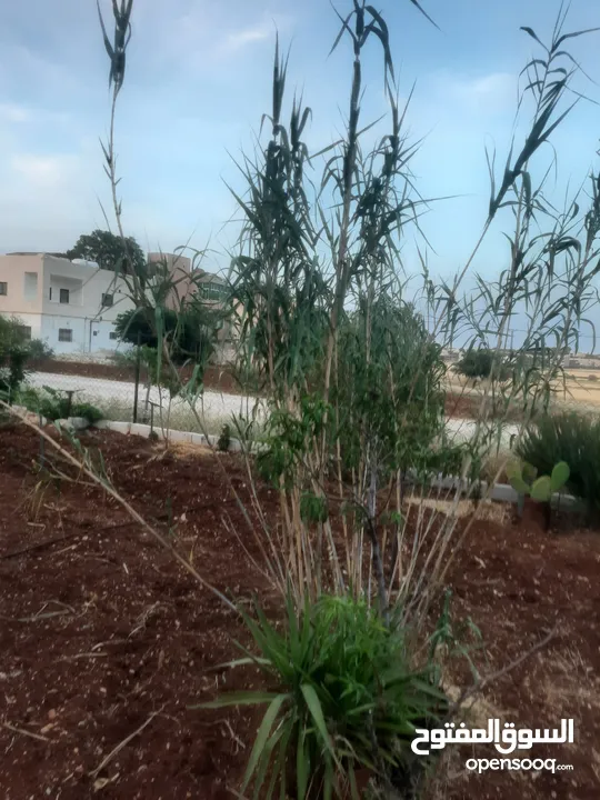 اشجار زينه ومثمر