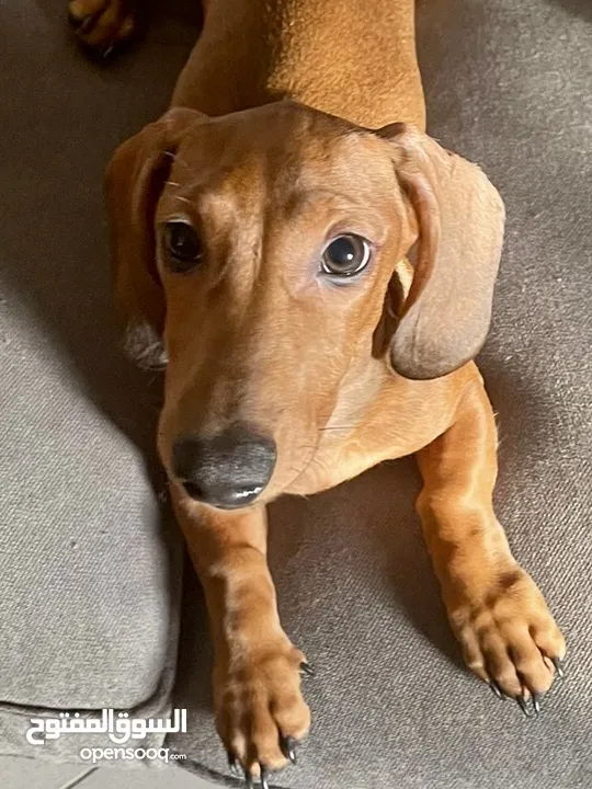 Dachshund Male Puppy 4 moths old - جرو داشند ذكر 4 شهور