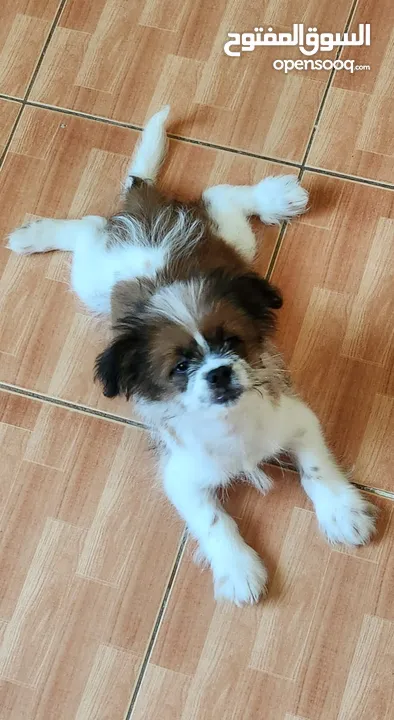 11 months Shih Tzu male (Fully Vaccinated) with kennel