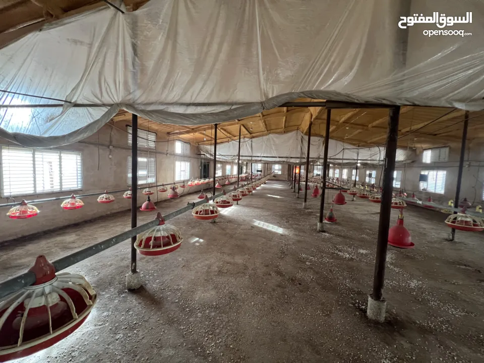 مشروع دواجن متكامل وجاهز للإنتاج – ليس مجرد أرض