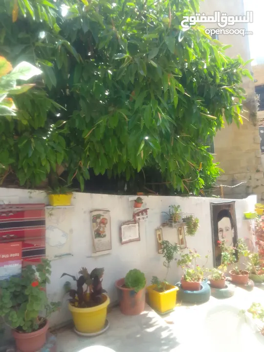 دار للايجار