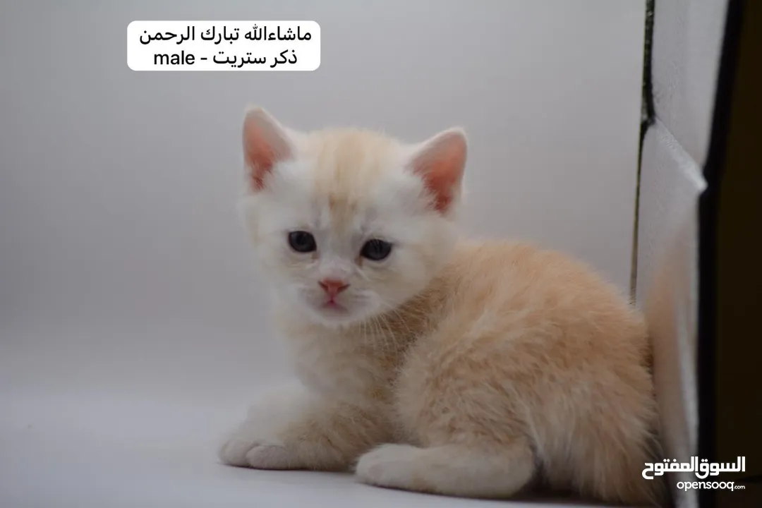 سكوتش كيتن فولد وستريت الوان مميزه ليلك ومشمشي وغيرها 15 كيتن