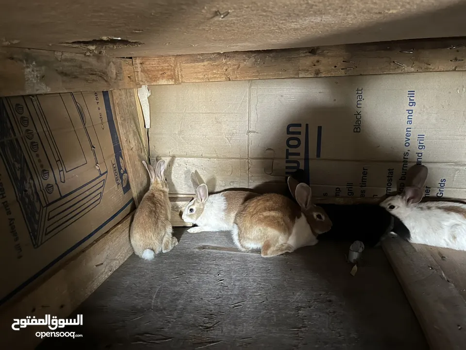 تشكيلة ارانب نضيفه بسعر معقول ومغري .