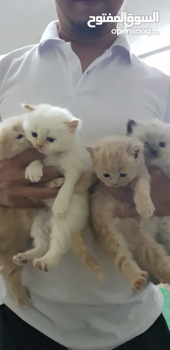 pure persian kitten
