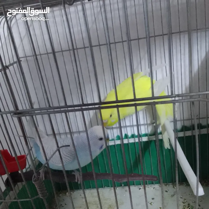 التواصل عبر واتس اب ببغاء كوكتيل  حجم كبير وعصافير حب مفتل و البينو وعادي عادي احجام كبيره
