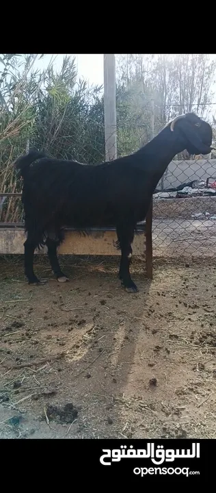 جدي شامي ابيض ابرص توب ثني حبتين على كل جال وثلث معزا مراح توب التوب مقنوي