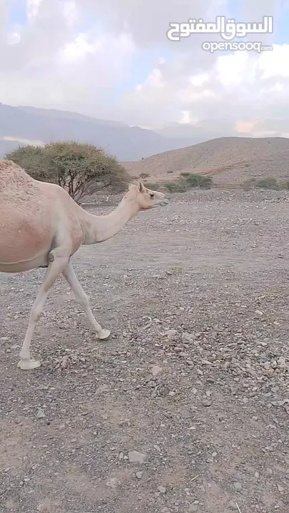 قعود ود الباز الجحافي